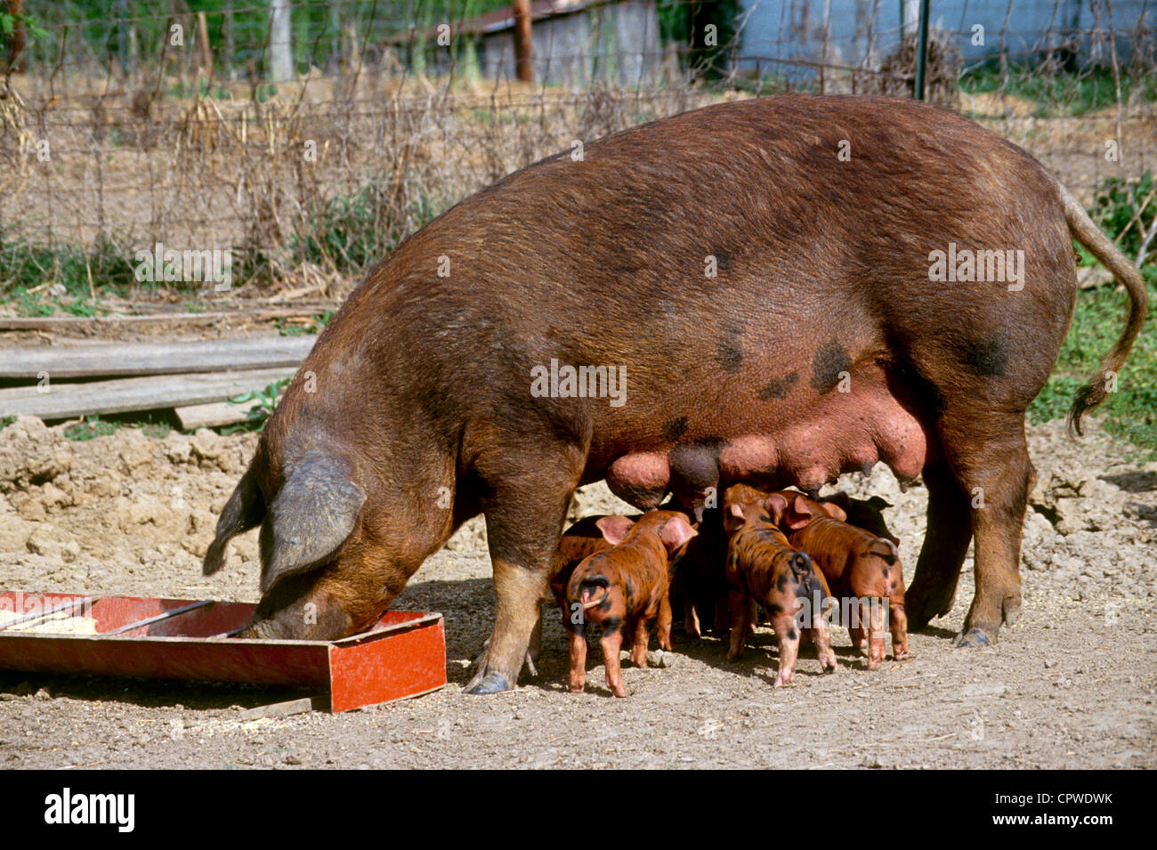 Large brown commercial 4-way cross sow eats from her trough untroubled by her circle of piglets suckling, Missouri USA Stock Photo