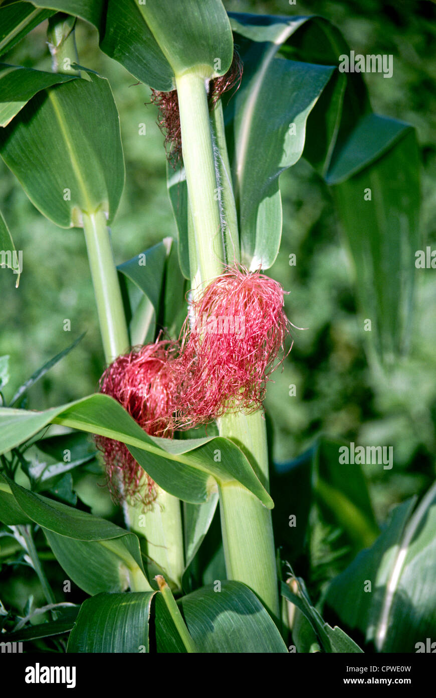 Threads of fresh corn silk, Zea mays, close up on the stalk, Missouri USA Stock Photo