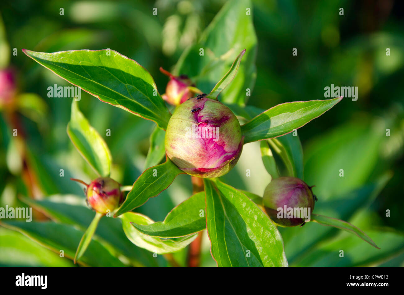 Peony bud with ants attracted to waxy sweet outer coating in a symbiosis of blooming in evening light, Yarmouth Maine, USA Stock Photo