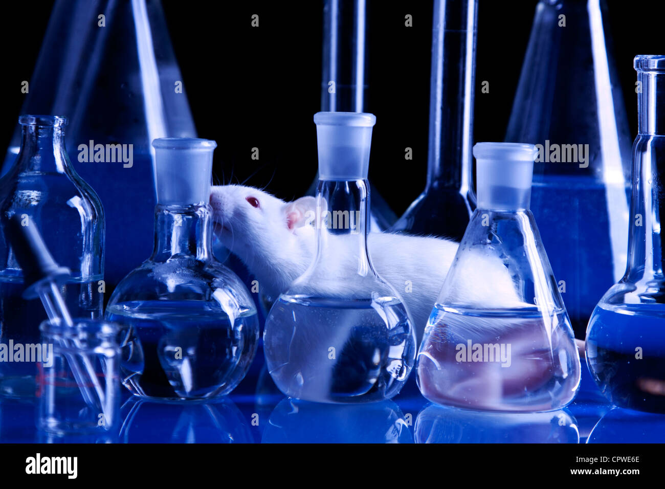 Lab rats hires stock photography and images Alamy