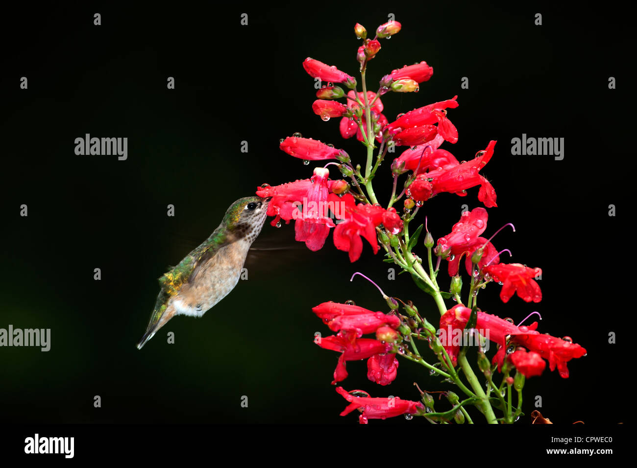 Drinking from the flower Stock Photo Alamy
