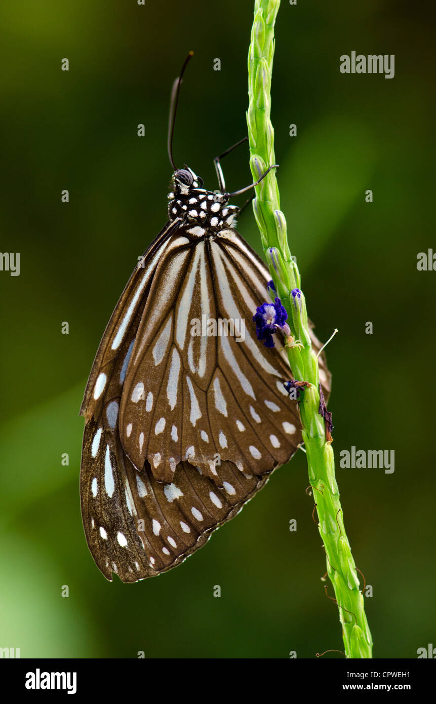 Blue Glassy Tiger Stock Photo