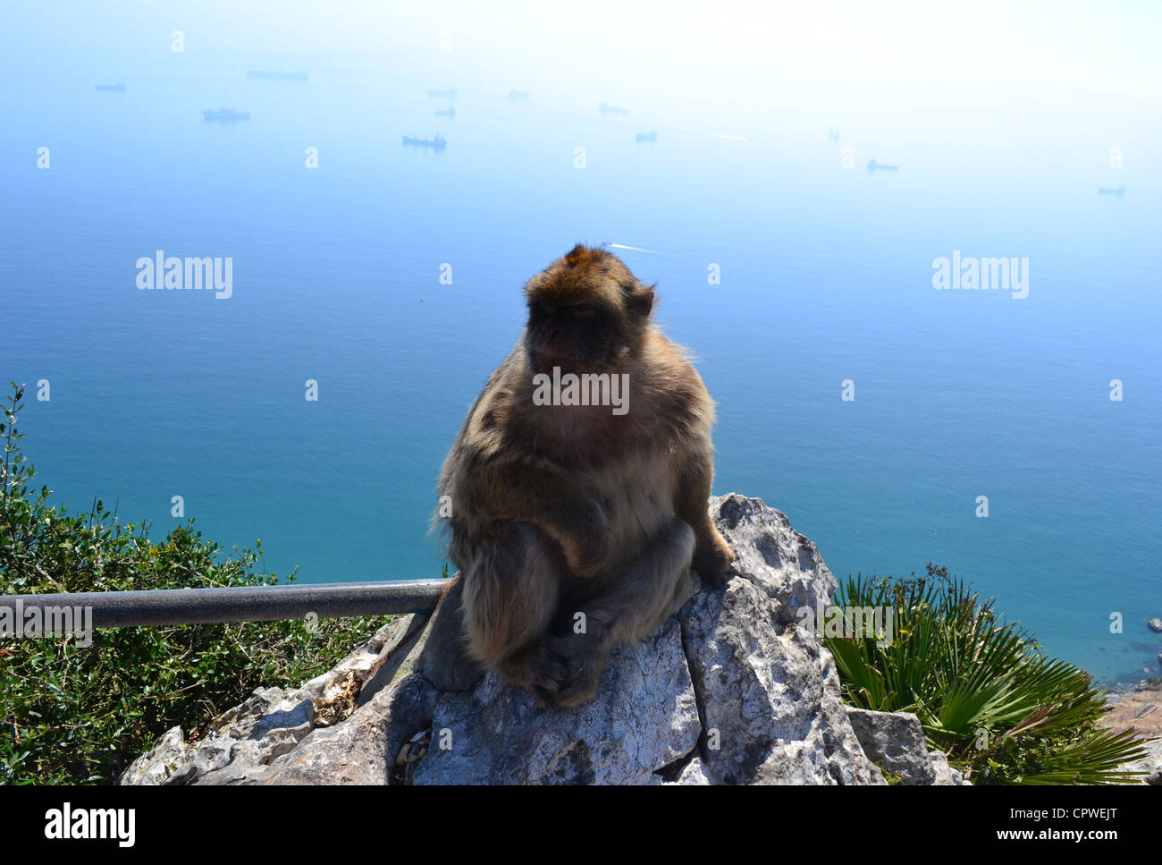 Photograph of a monkey sitting on the edge of a cliff with a beautiful view of the ocean along with ships in the background Stock Photo