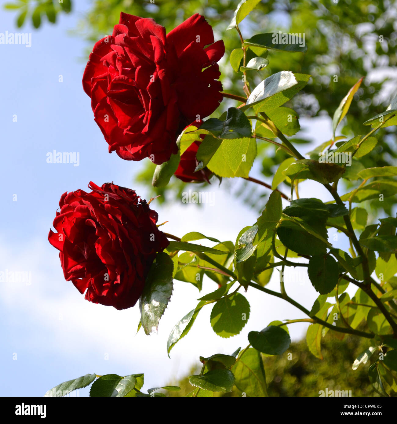 Bright red Roses in the garden on a summers day Stock Photo