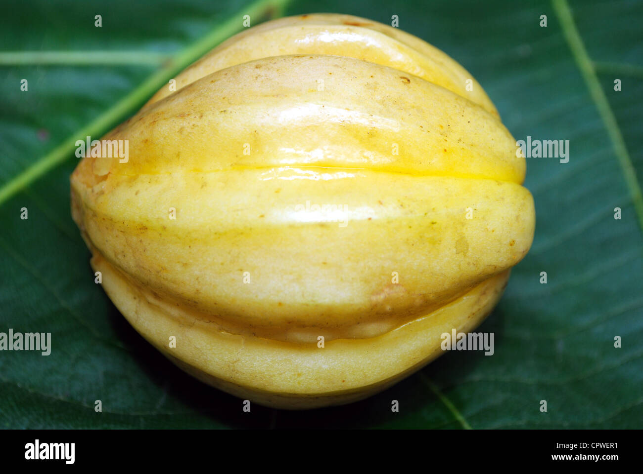 A ripened Tamarind in a Teak Leaf. Stock Photo