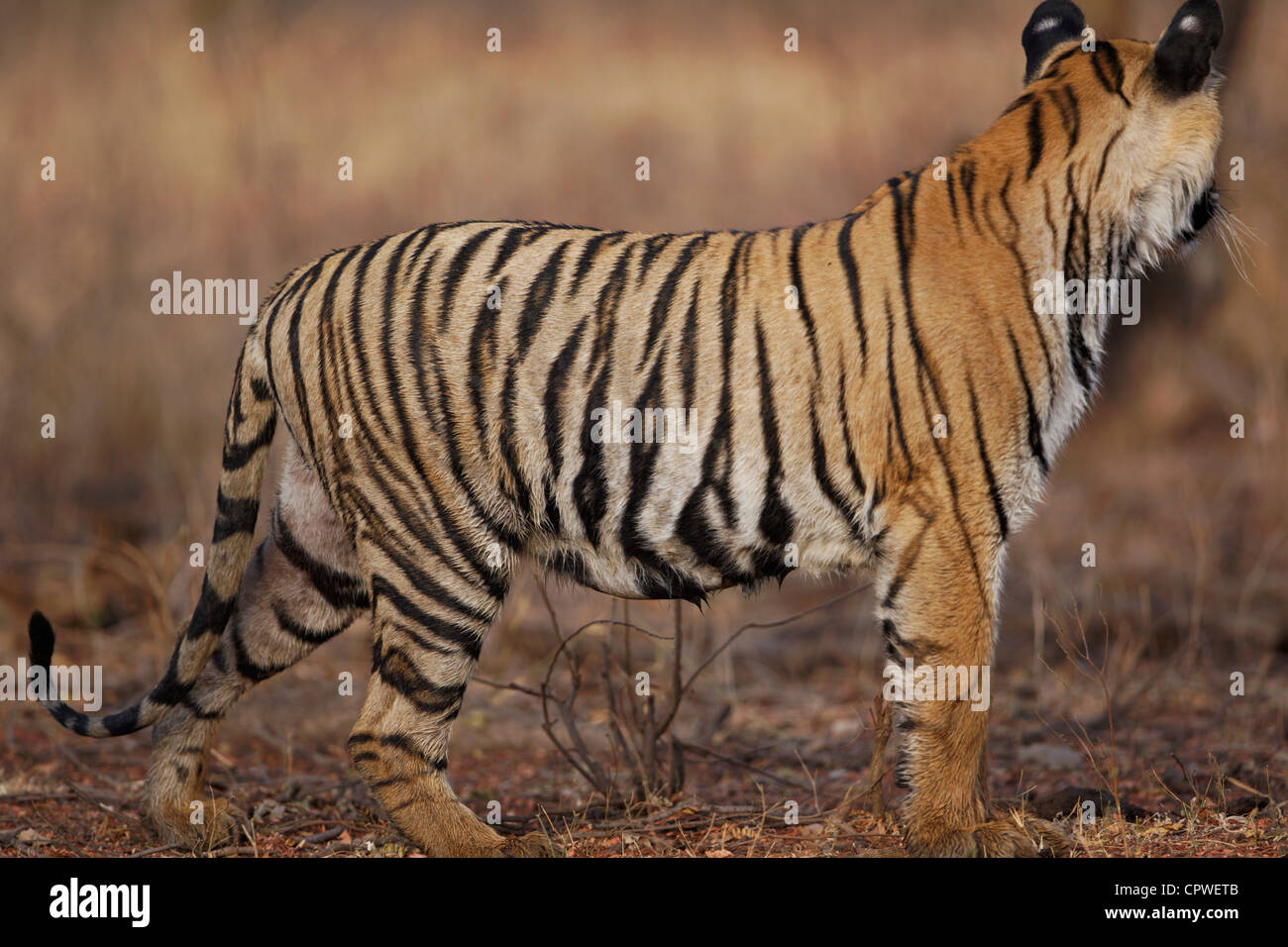 Tiger watching a prey, at Tadoba forest, India. ( Panthera Tigris ) Stock Photo