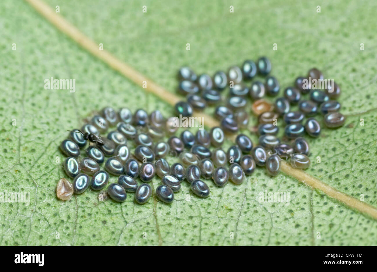 Autumn gum moth eggs with tiny wasp egg parasite Stock Photo