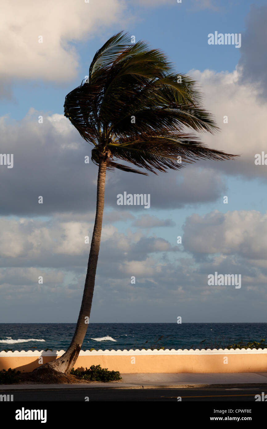サイズ】 Ron Herman - WIND AND SEA PALM TREE PHOTO Tシャツ Mサイズ