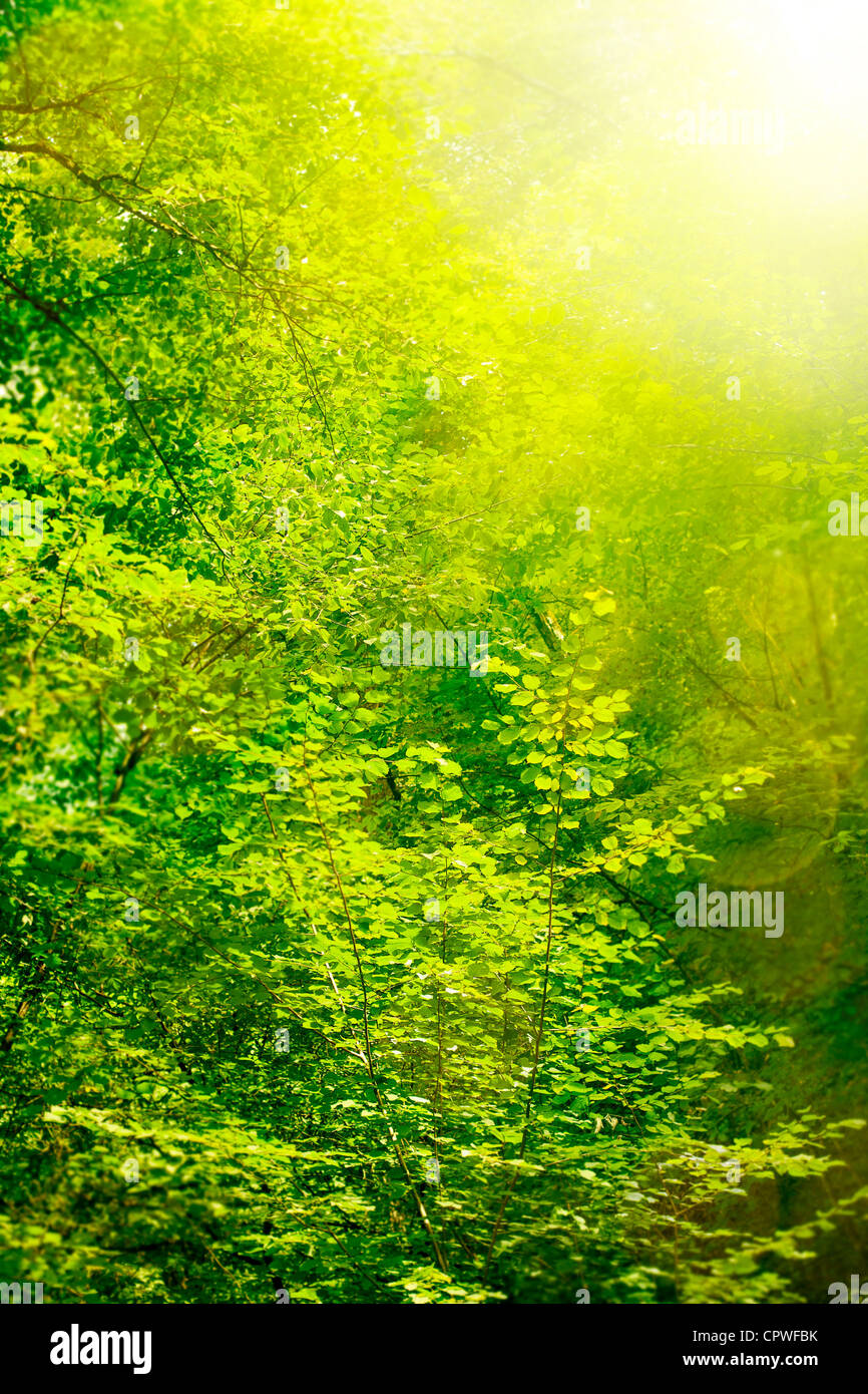 background with fresh green leaves Stock Photo - Alamy