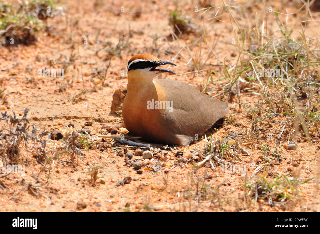 Indian Courser in India Stock Photo