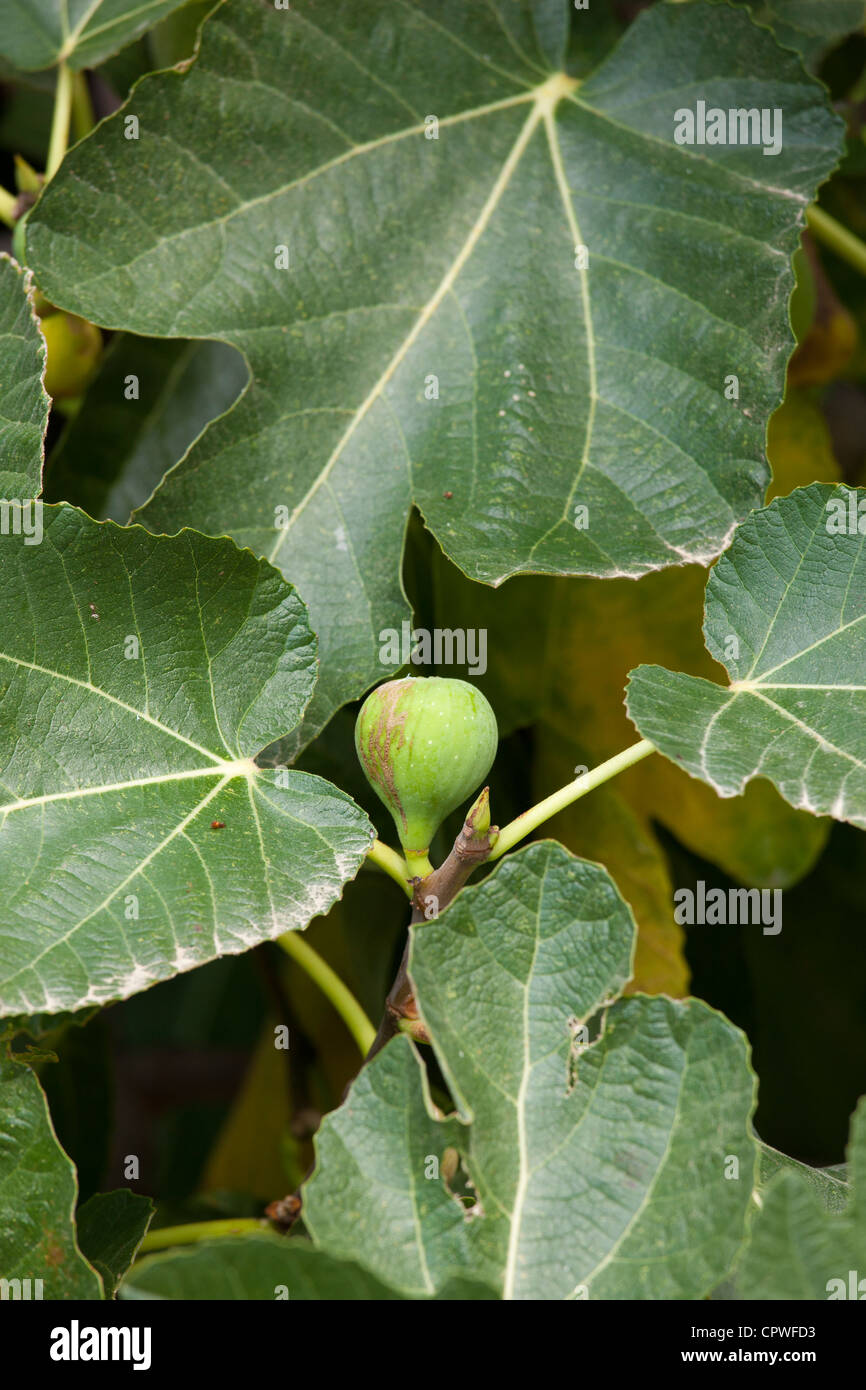 Fig tree, Ficus carica, in Val D'Orcia, Tuscany, Italy Stock Photo