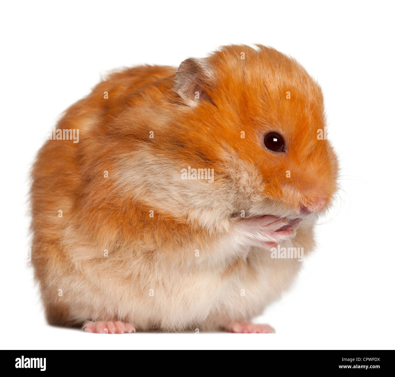 Hamster sitting against white background Stock Photo