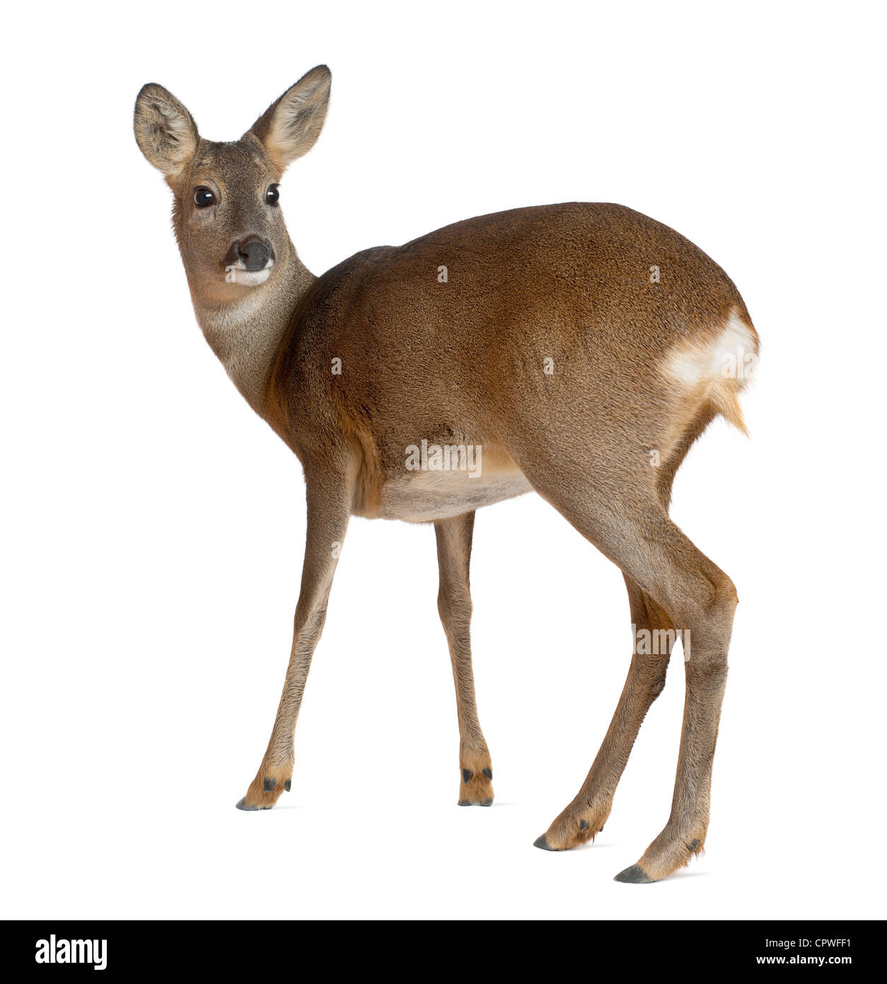 European Roe Deer, Capreolus capreolus, 3 years old, standing against white background Stock Photo