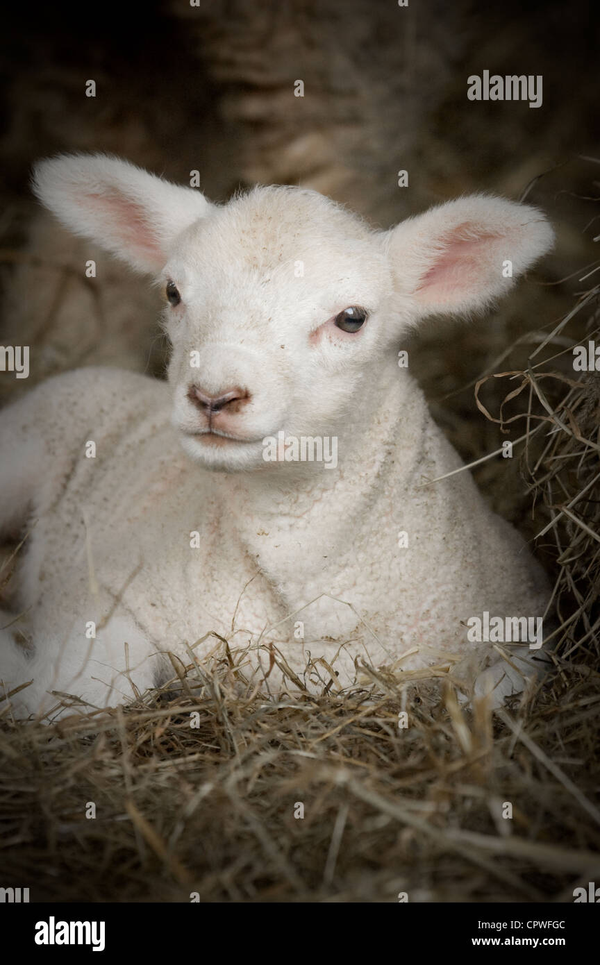 Newborn Spring Lamb Laying in Hay Stock Photo - Alamy