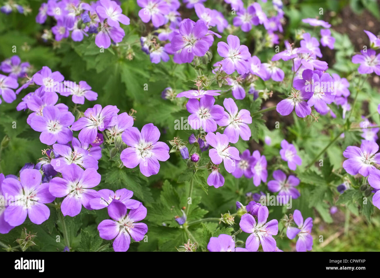 British wildflowers cranesbill hi-res stock photography and images - Alamy