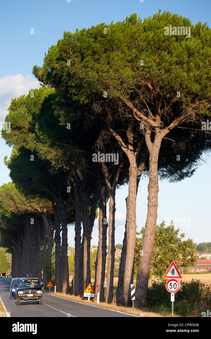 Umbrella pine trees at Sovicille near Siena in Tuscany, Italy Stock