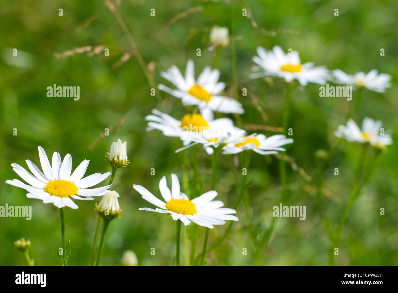 Field flower hi-res stock photography and images - Alamy