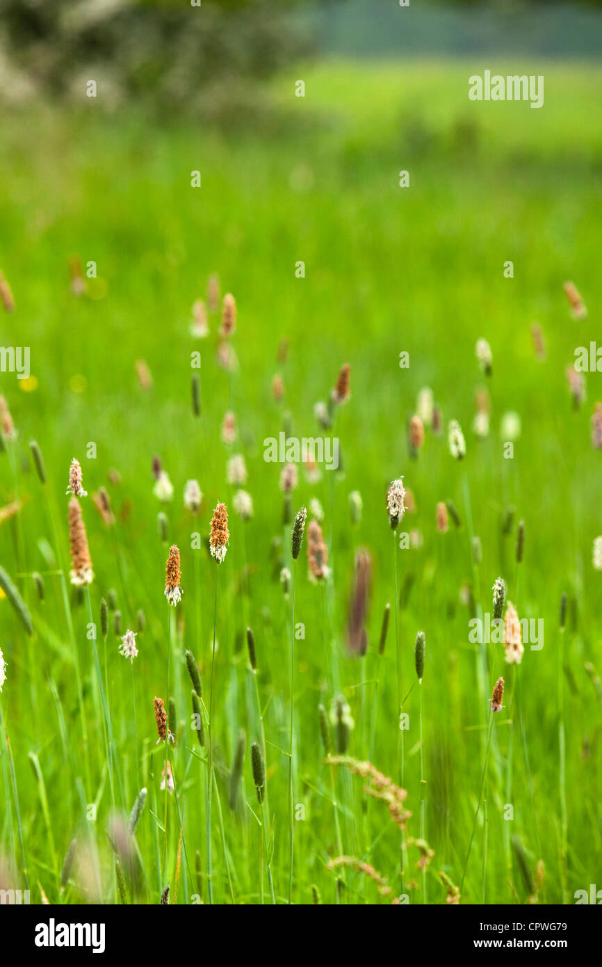 Wild grasses in meadow, England, UK Stock Photo