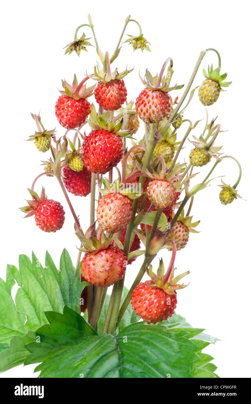 Bush of wood wild strawberry berries isolated macro Stock Photo - Alamy