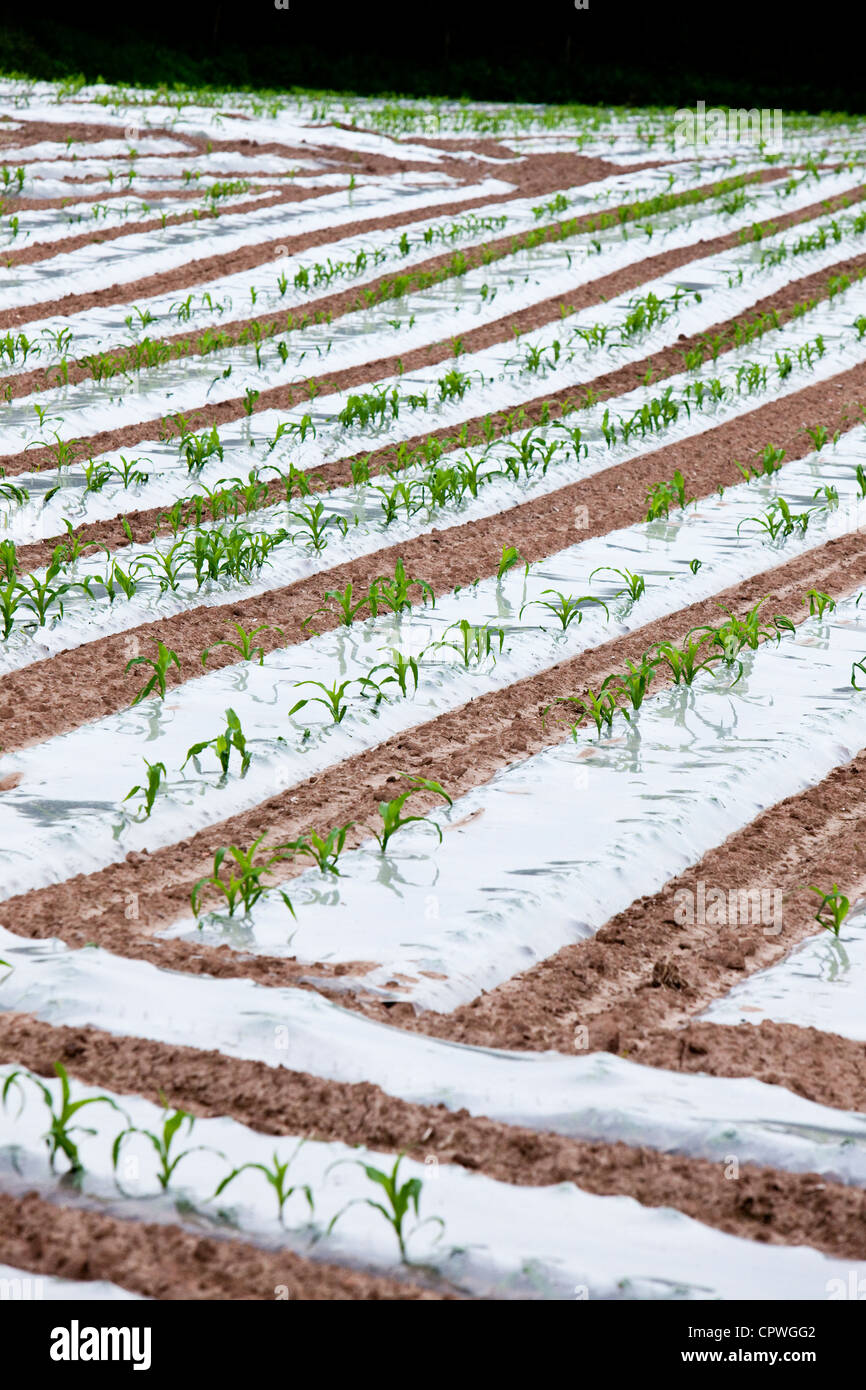 Corn on the Cob being grown under plastic sheeting, Worcestershire, England, UK Stock Photo