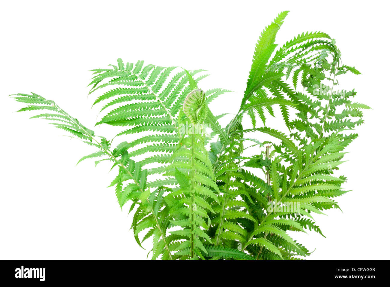 Wild forest Fern green leaves bush isolated on white Stock Photo