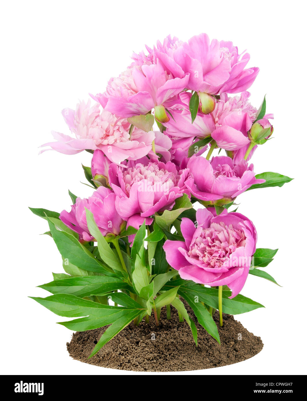 Small bush of the European pink peonies on a bed isolated Stock Photo