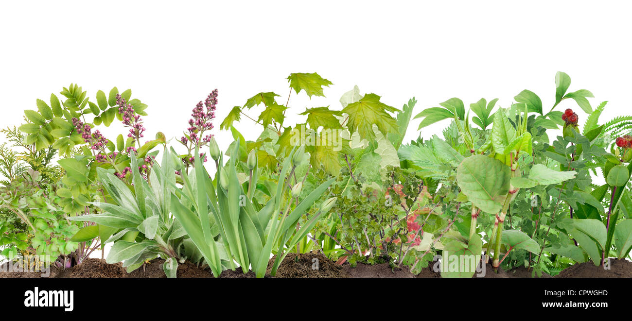 Young saplings of spring plants on bed border collage isolated Stock ...