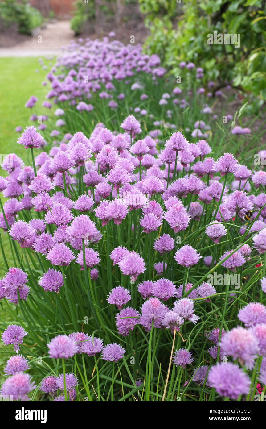 British chives hires stock photography and images Alamy