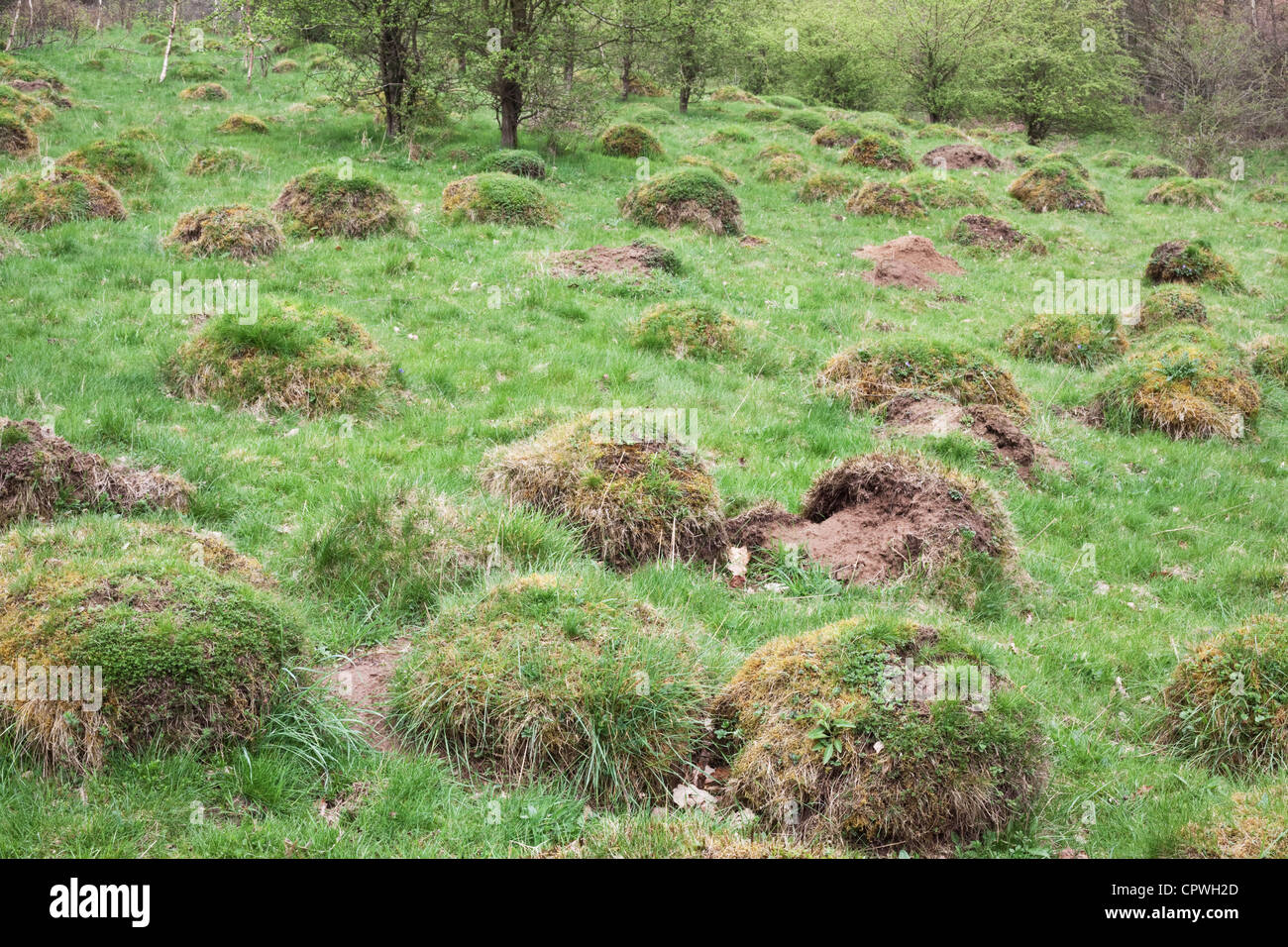 Ant hills in uncultivated old meadow, England, UK Stock Photo Alamy