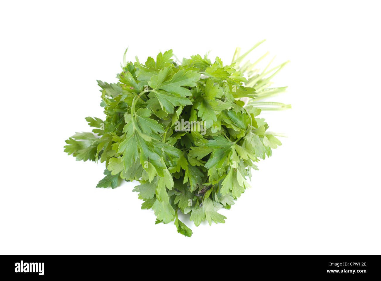 Bouquet of parsley on white background Stock Photo Alamy