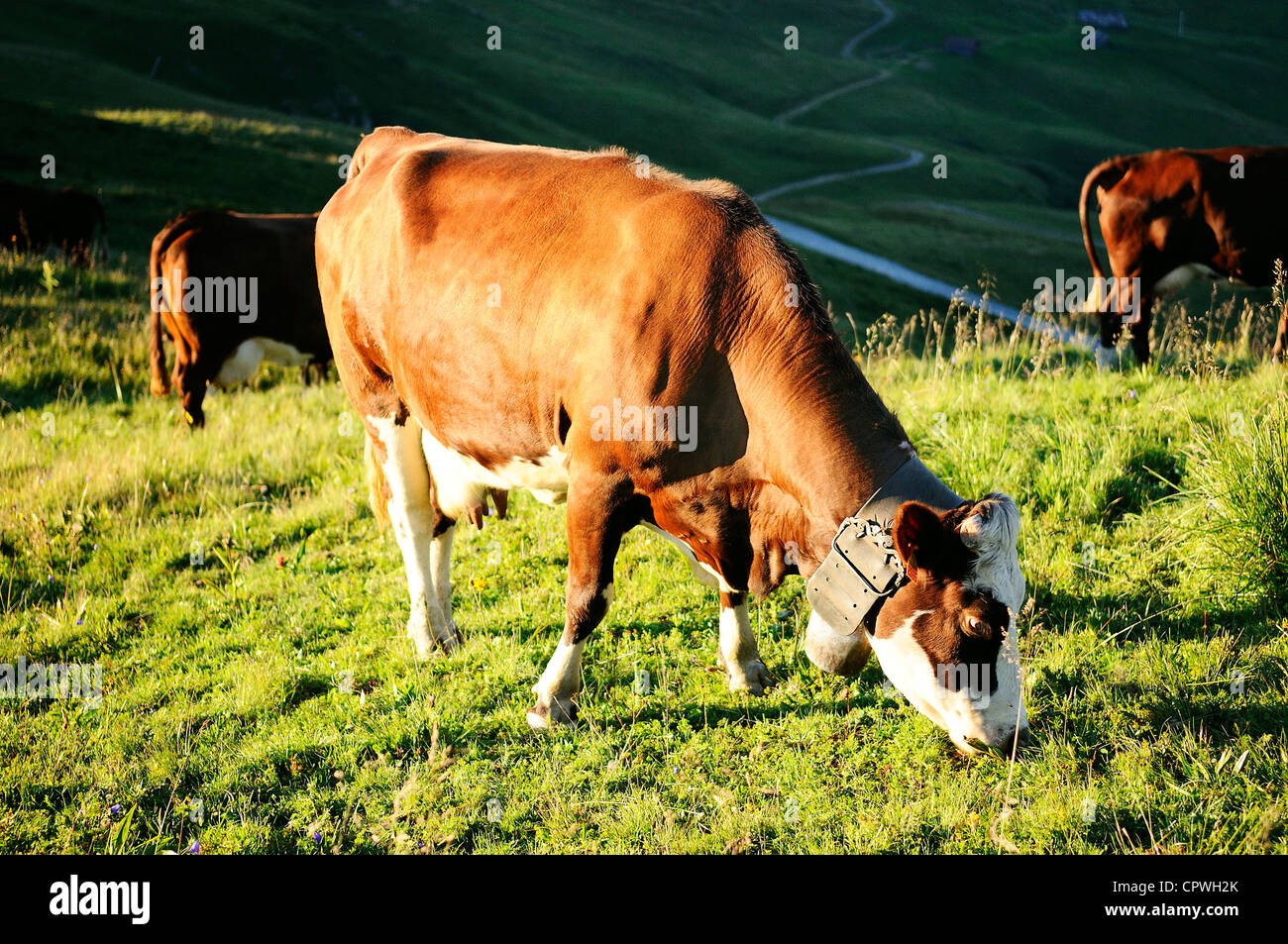 Cow, farm animal in the french alps, Abondance race cow, savy, beaufort sur Doron Stock Photo