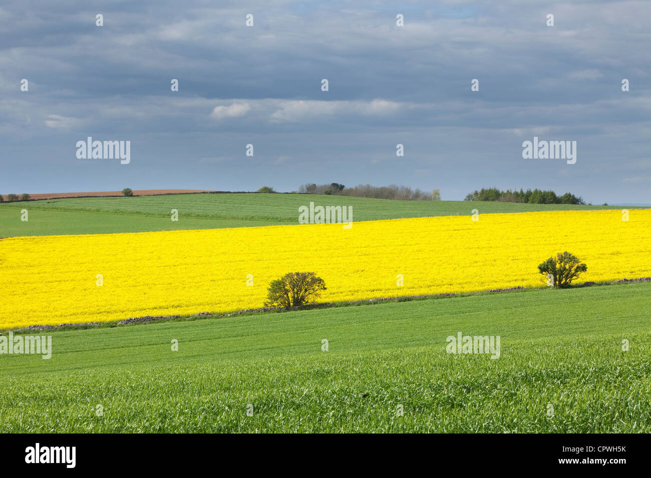 Farmland fields patterns, The Cotswolds, Gloucestershire, England, UK