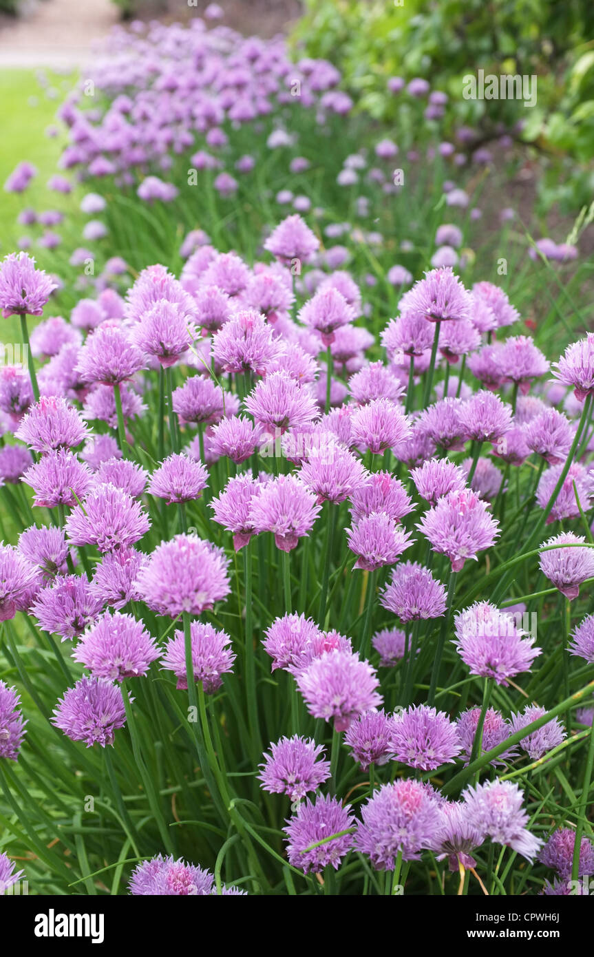 Chives growing in a garden flower border, England, UK Stock Photo Alamy