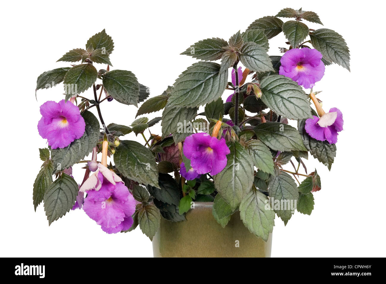Indoor plant with dark leaves and violet flowers isolated Stock Photo