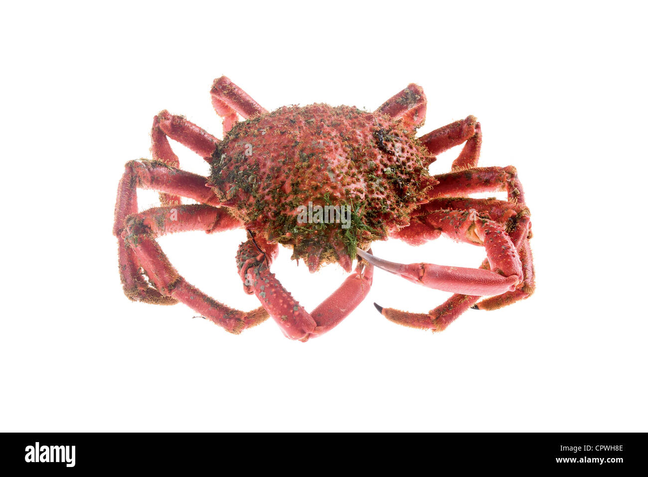 Crustacean crustaceans crab decapod arthropod hires stock photography