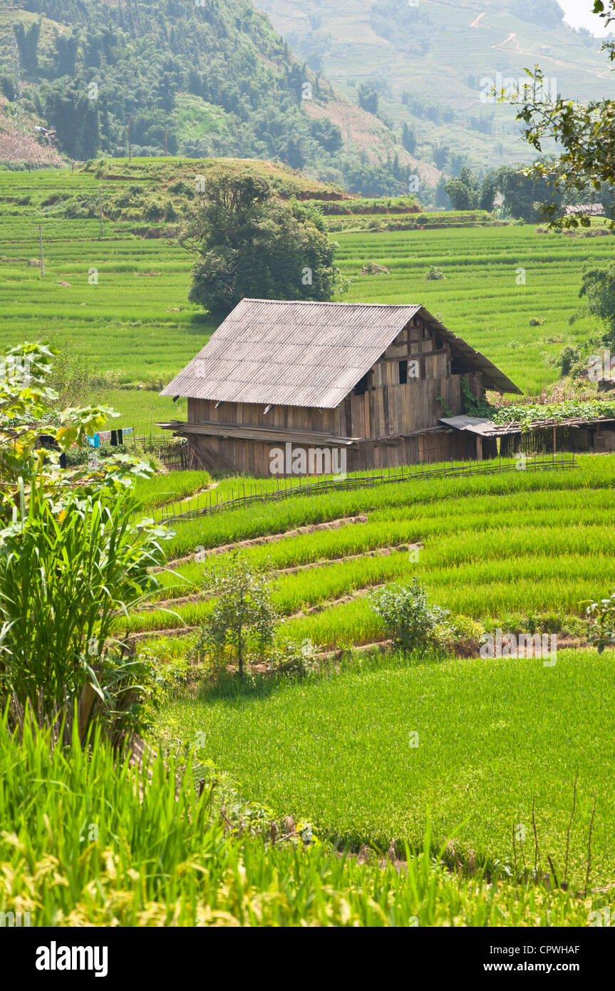 House And Rice Field Stock Photos & House And Rice Field Stock Images