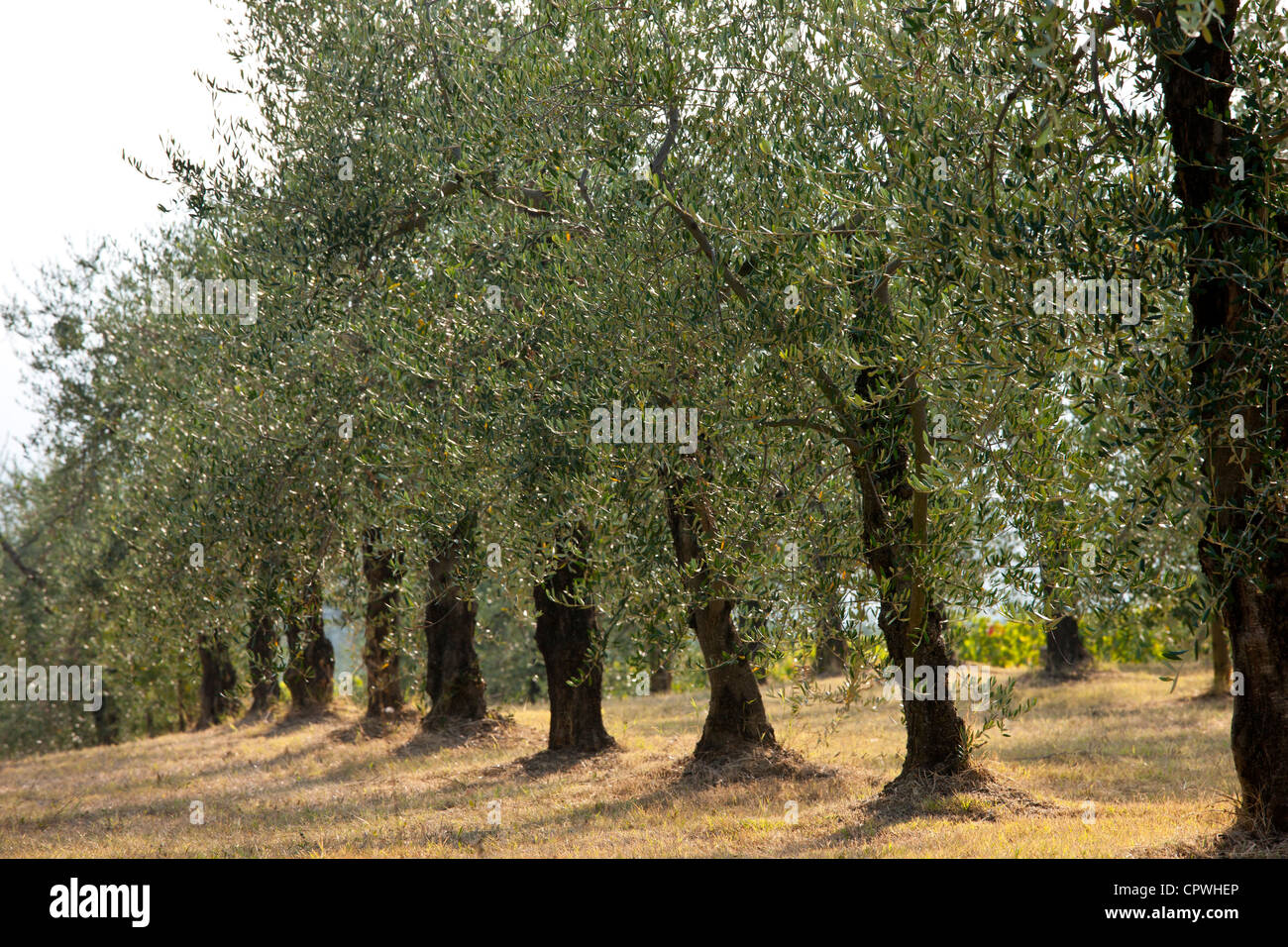 Olive grove of traditional olive trees in Val D'Orcia, Tuscany, Italy