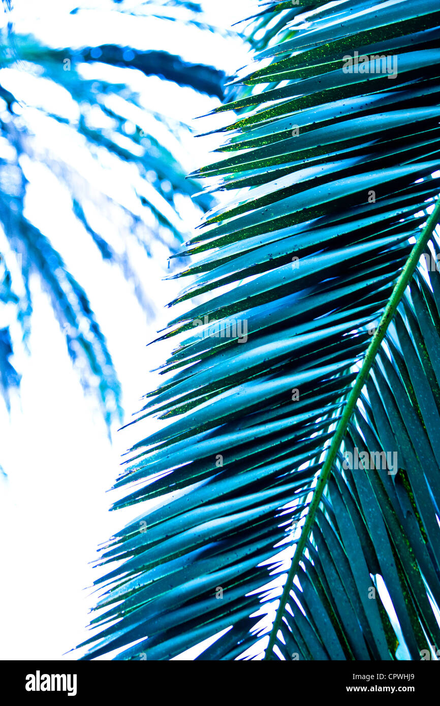 Palm tree leaf, cold white balance - Stock Image
