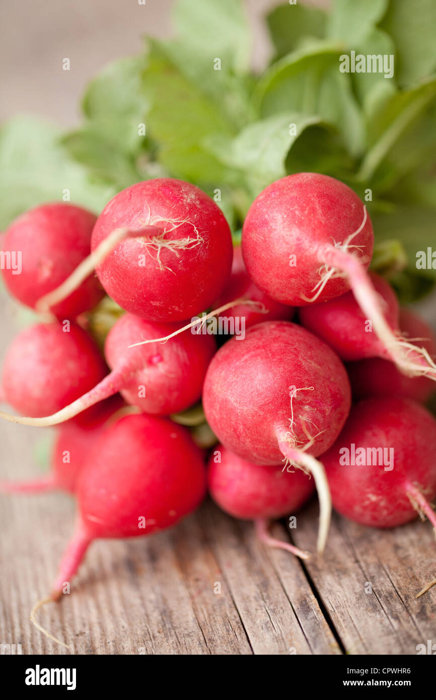 Freshly harvested organic red radishes Stock Photo