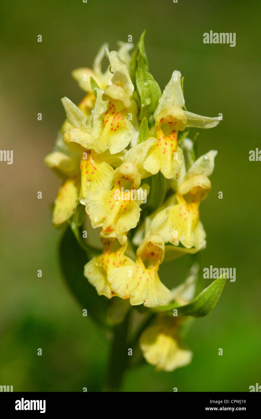 Orchid, Dactylorhiza sambucina. Flowers close up. Pyrenees Stock Photo