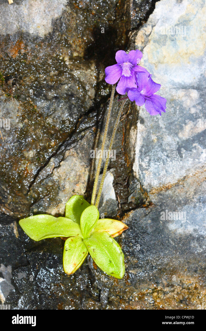 Common Butterwort, Pinguicula vulgaris. Carnivorous plant on blossom. Pyrenees Stock Photo
