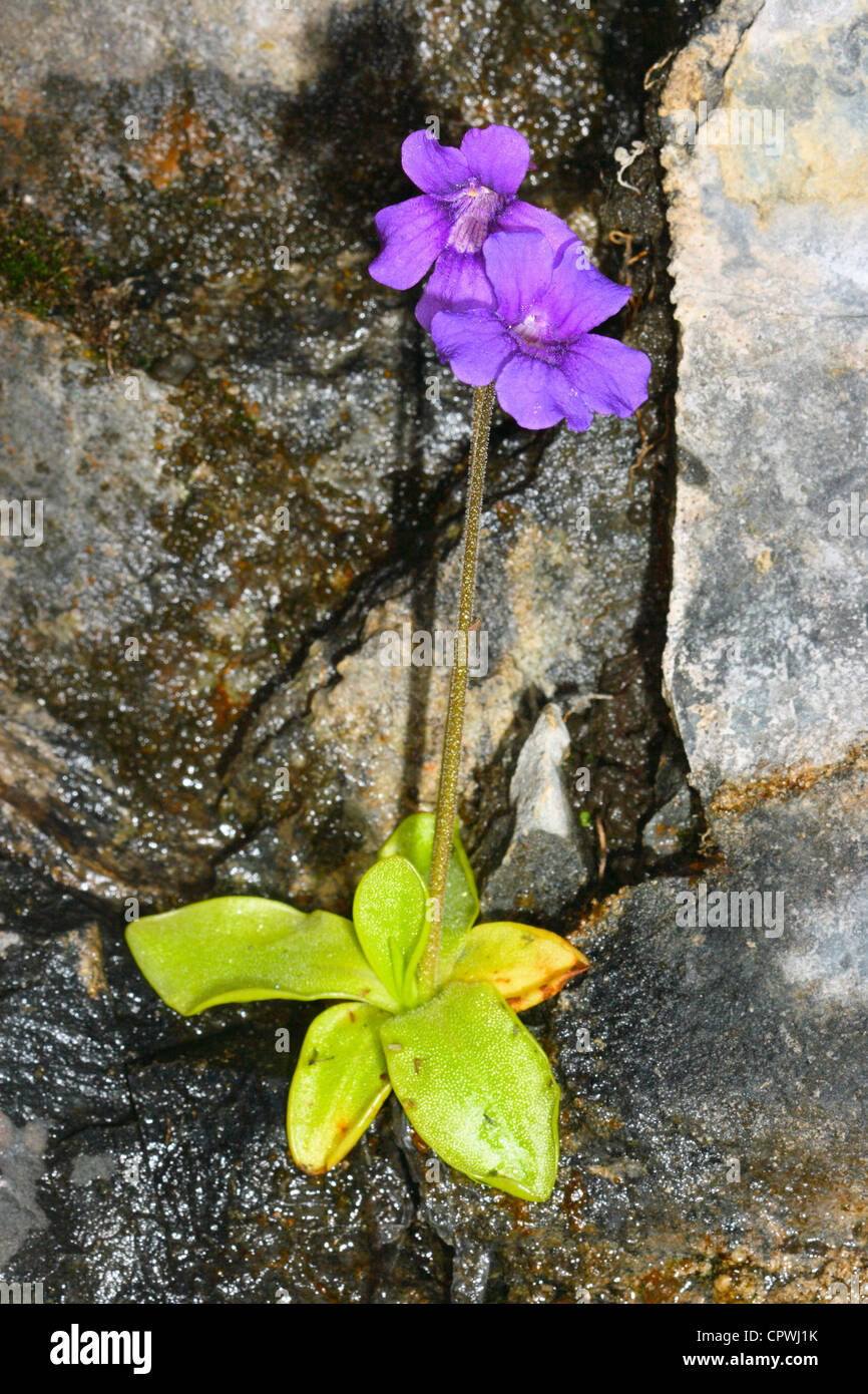 Common Butterwort, Pinguicula vulgaris. Carnivorous plant on blossom