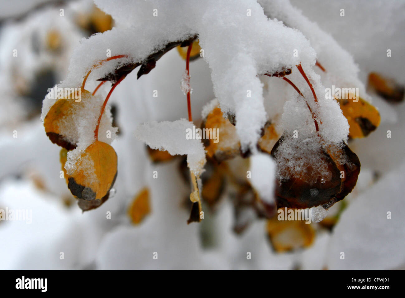 Fallen aspen leaves covered with snow Stock Photo