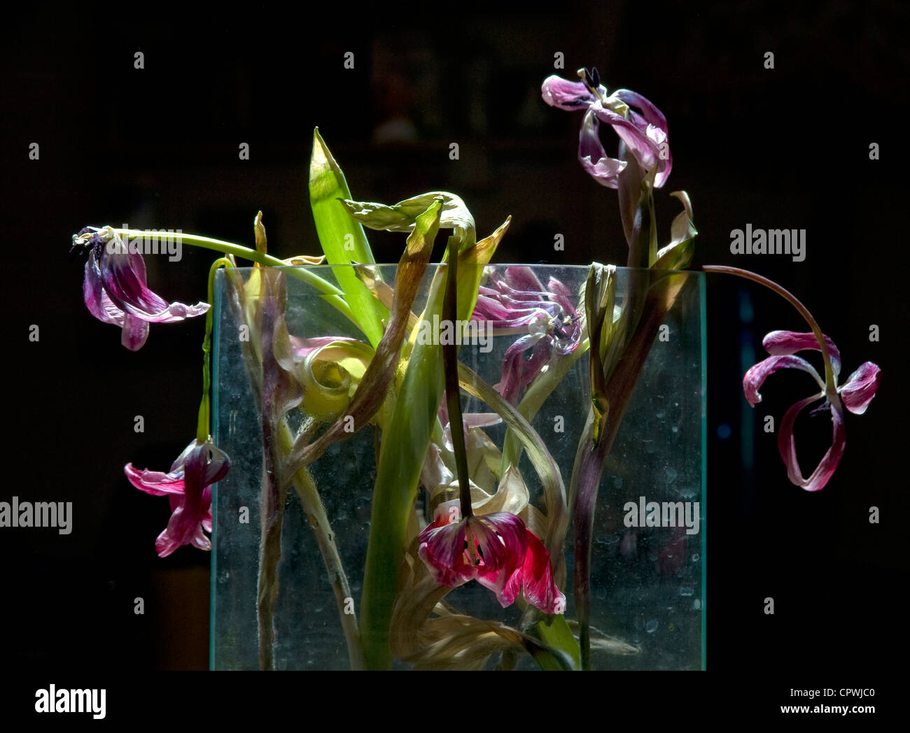 Dead Tulips in a glass vase Stock Photo Alamy