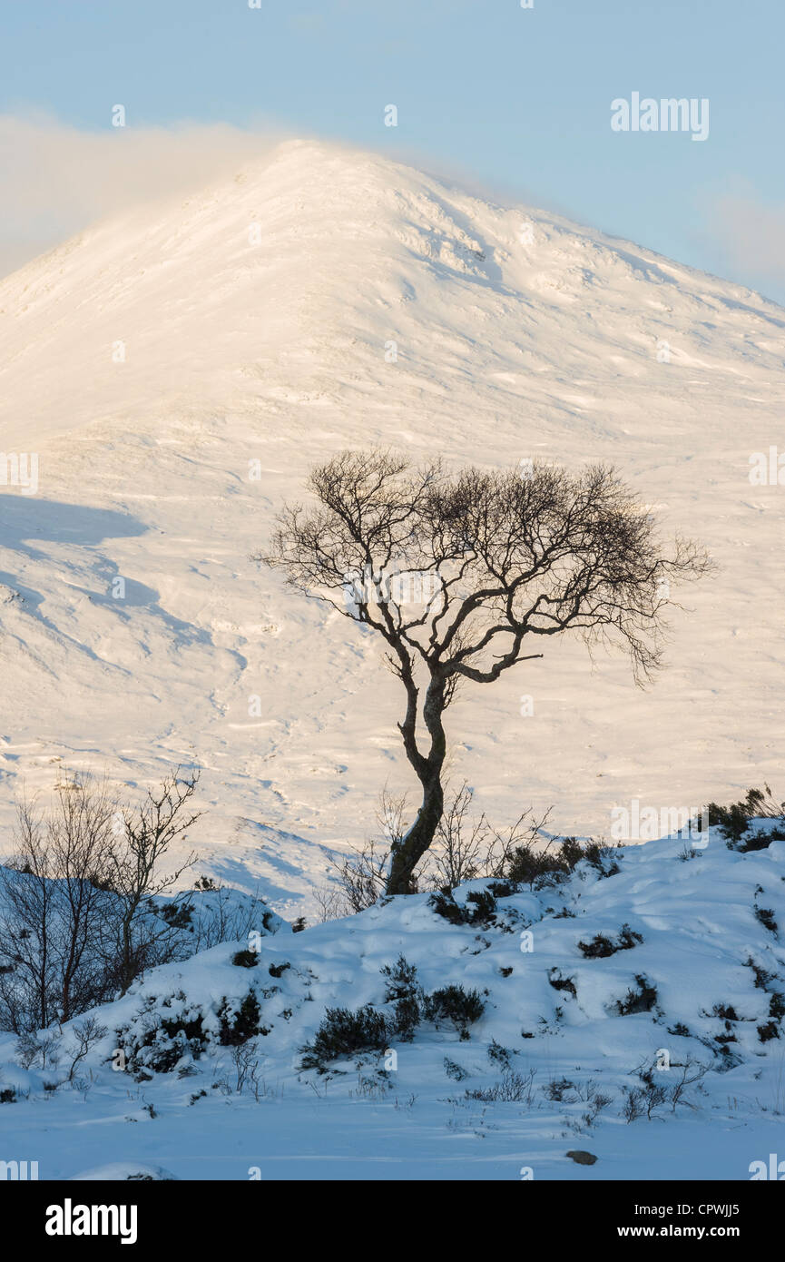 Lone tree with a mountain backdrop at Rannoch Moor, Highlands, Scotland, UK Stock Photo
