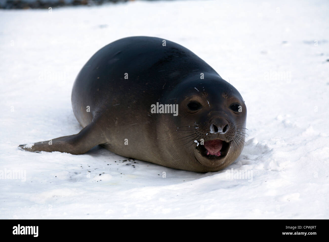 Weaner Elephant Seal in the snow at St Andrew's Bay, South Georgia Island Stock Photo