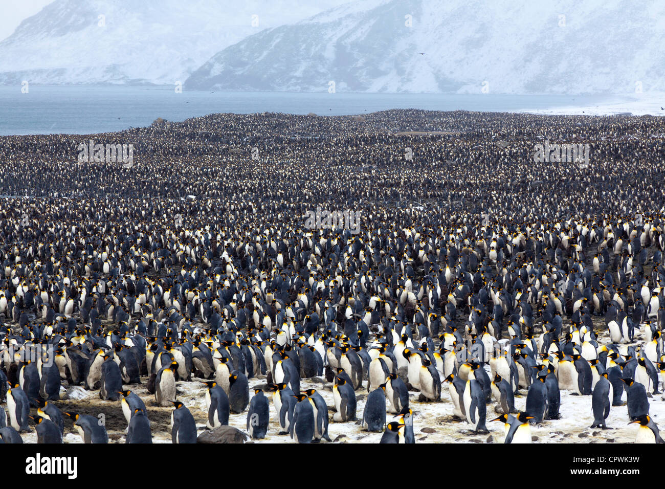 King Penguin colony at St Andrew's Bay, South Georgia Island Stock Photo