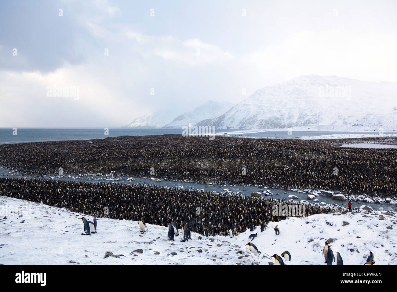 king Penguin colony at St Andrew's Bay, South Georgia Island Stock Photo