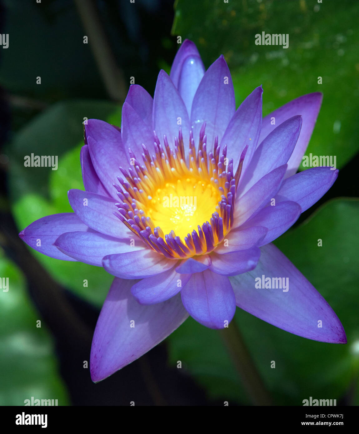 Nil Manel Or Blue Water Lily In Closeup Stock Photo Alamy