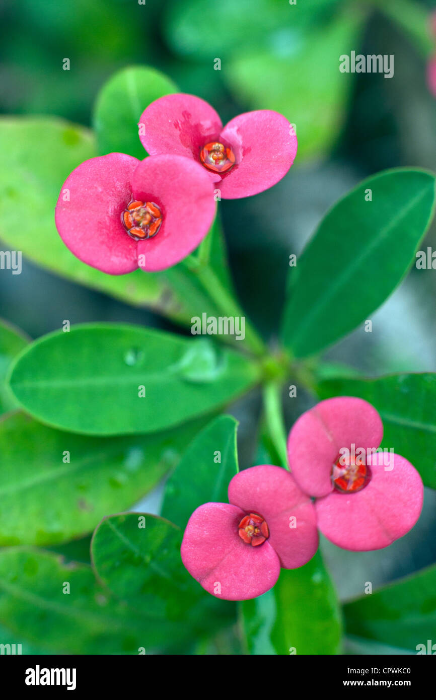 Flowers of Euphorbia milii or Crown-of-thorns or Christ Plant in closeup Stock Photo